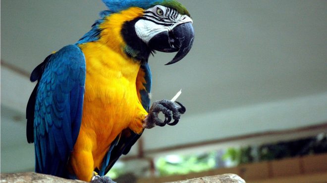színes papagáj Börtönbe került egy férfi, mert a papagája megijesztett egy kocogót | Online Rádió - Egy Lépéssel Közelebb Hozzád! _ LépésRádió